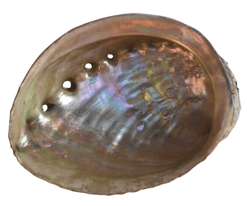 Australian Mother of Pearl Co. Pty Ltd